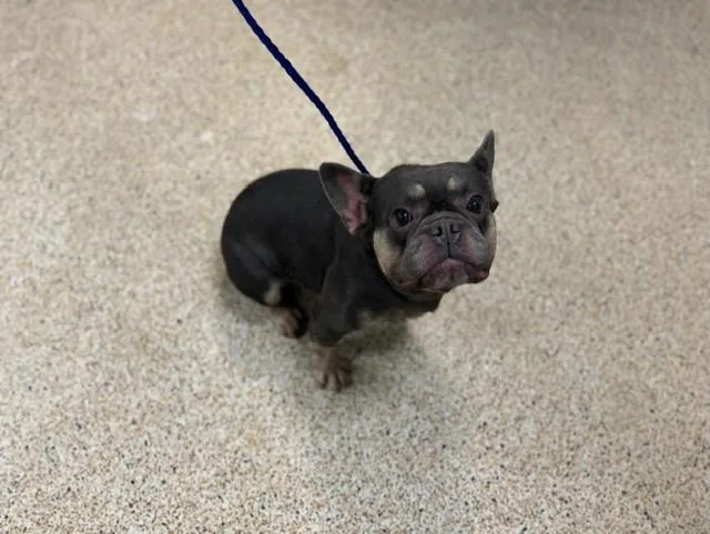 A young small-sized female French Bulldog dog named Wiggles for adoption in Miami, FL