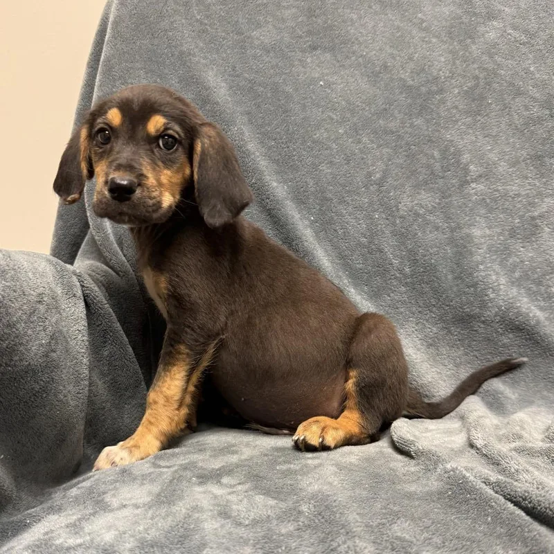 A baby medium-sized male Hound dog named Squirtle for adoption in Brenham, TX