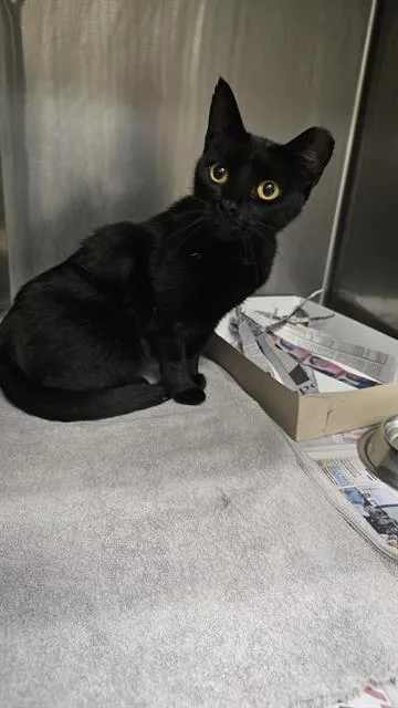A young medium-sized female Domestic Short Hair cat named Nora for adoption in San Antonio, TX