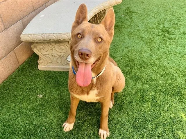 Save Me Please! Cacao