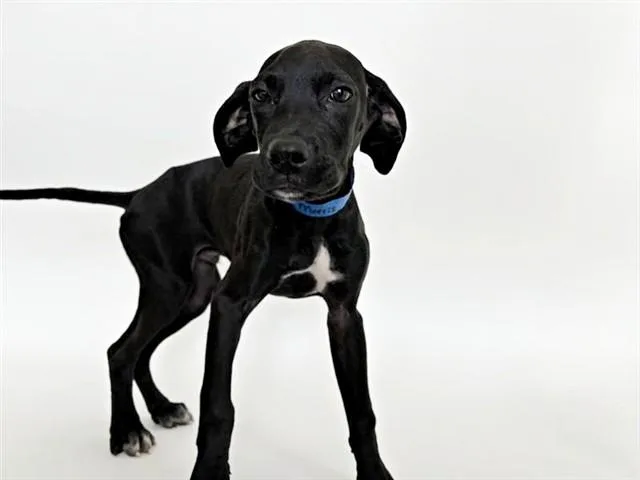 A baby small-sized male Terrier dog named Morris for adoption in Saint Louis, MO