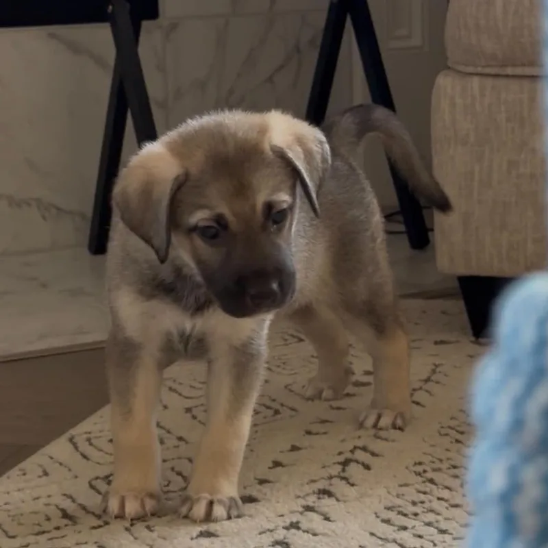 A baby large-sized female Black Shepherd dog named Truffle for adoption in Fort Worth, TX