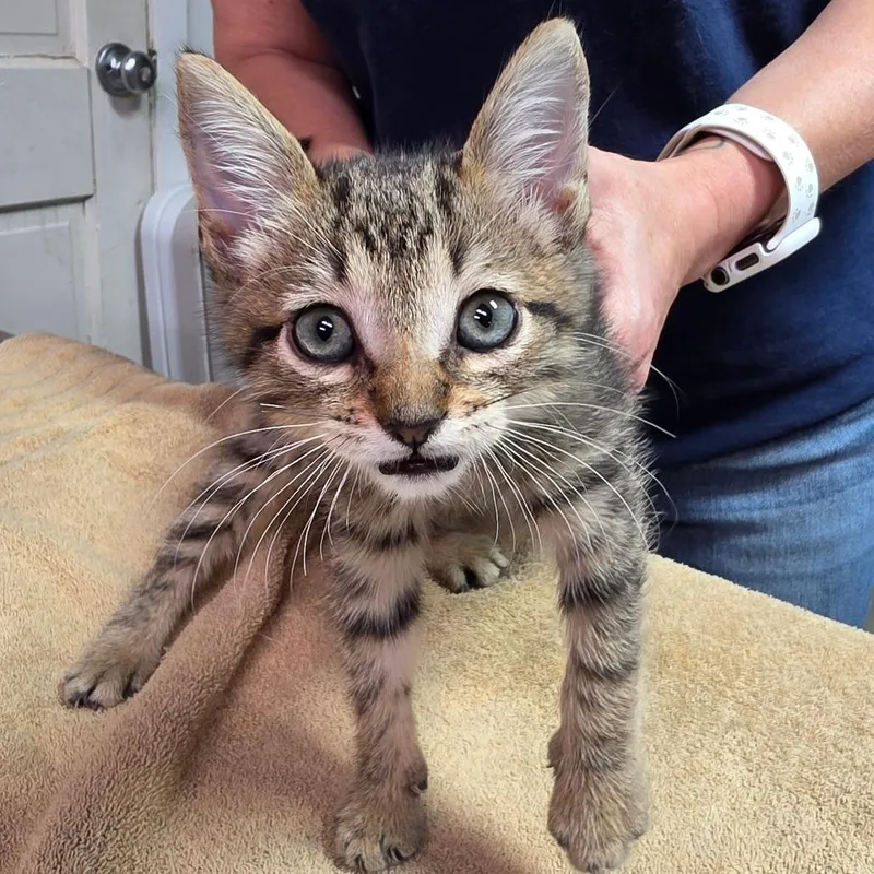 A baby small-sized male Black Domestic Short Hair cat named Orange for adoption in Leander, TX