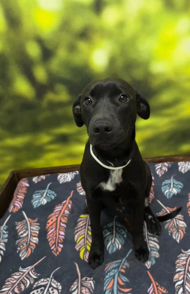 A baby medium-sized female Labrador Retriever dog named Sydney for adoption in Little Rock, AR