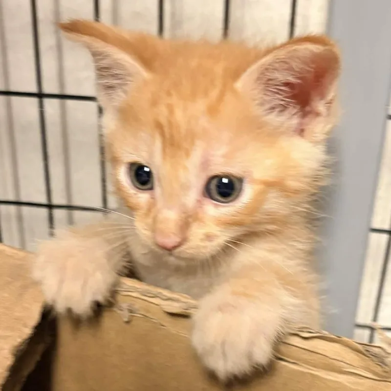 A baby small-sized male Orange / Red Domestic Short Hair cat named Churro for adoption in Clarksville, AR