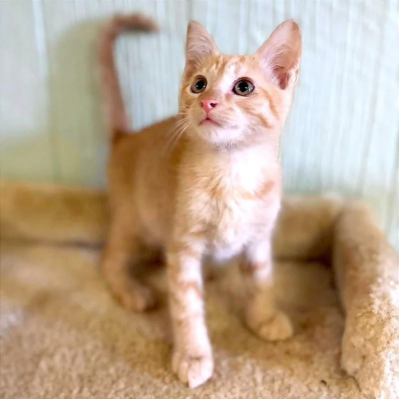 Churro thumbnail 2