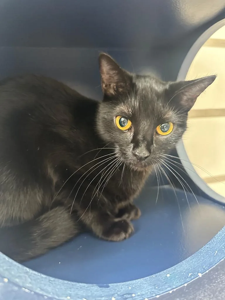 An adult medium-sized female Domestic Long Hair cat named Winnie for adoption in Johnson City, TN
