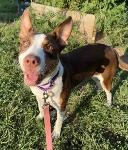 A young large-sized female Brown / Chocolate Mixed Breed dog named Zinnia for adoption in Kansas City, MO