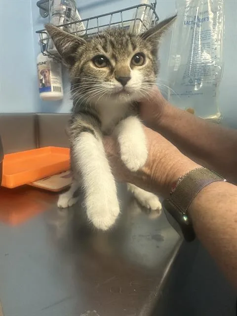A baby small-sized male Domestic Short Hair cat named Blue for adoption in Bakersfield, CA