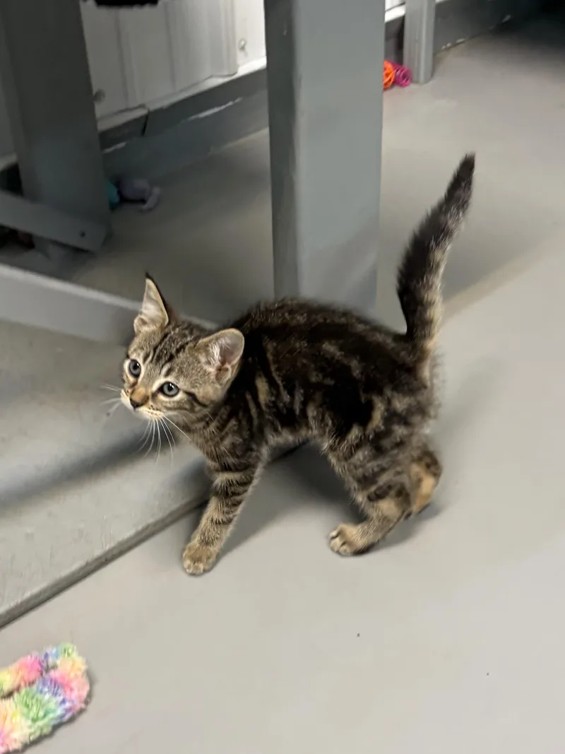 A baby medium-sized female American Shorthair cat named Mia for adoption in Big Rapids, MI