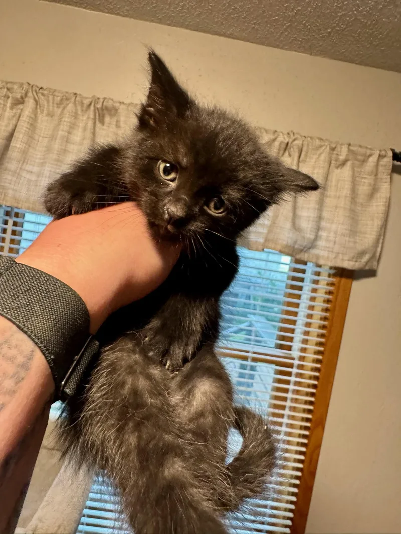 A baby medium-sized male Black Domestic Short Hair cat named Gumdrop for adoption in Charles City, IA
