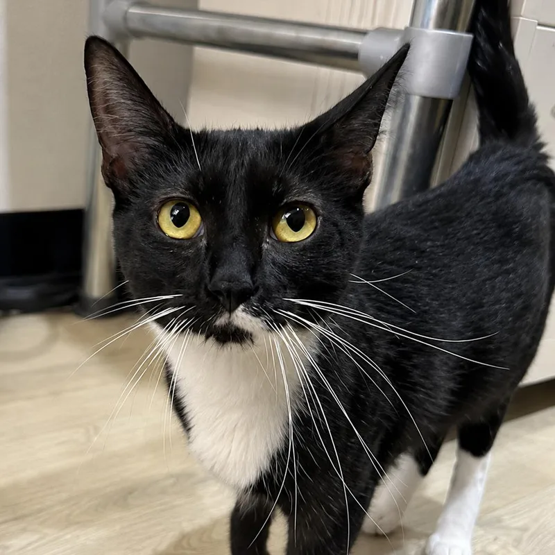 A young small-sized female Black Domestic Short Hair cat named Jasmine for adoption in Tustin, CA