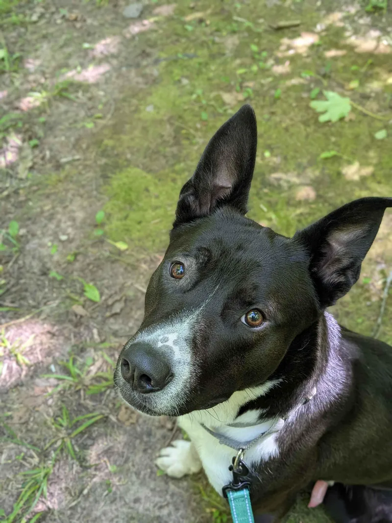 A young medium-sized male Mixed Breed dog named Panda for adoption in Houghton, MI
