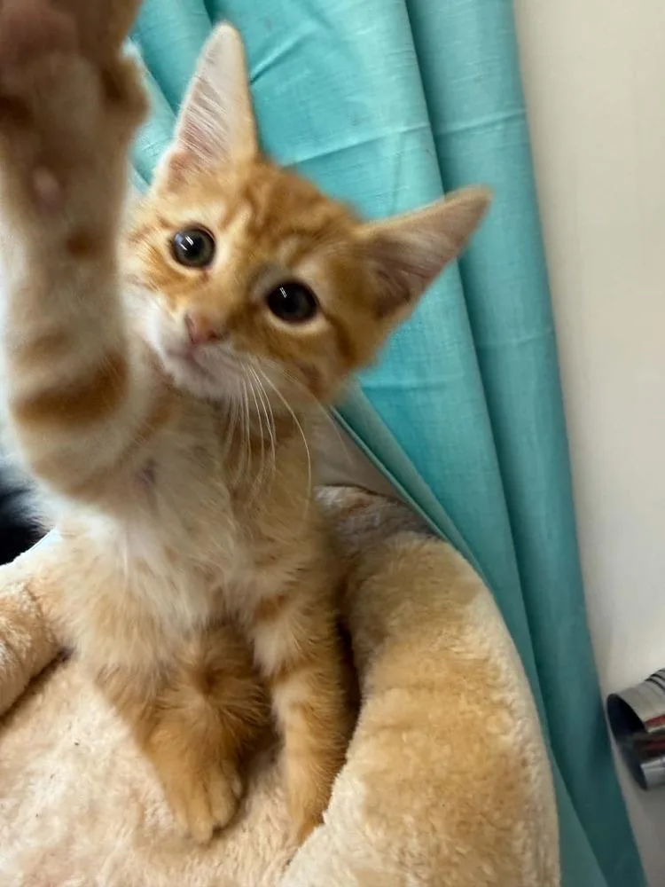 A baby small-sized male Tabby (Orange / Red) Domestic Short Hair cat named Crookshanks for adoption in Evansville, IN