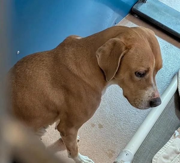 Peanut