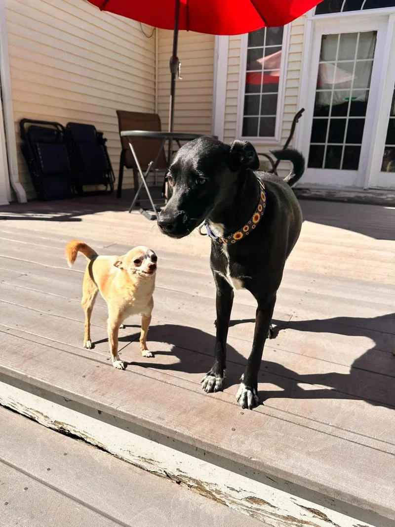 A young medium-sized female Black Whippet dog named Fiorina for adoption in Columbia, MD
