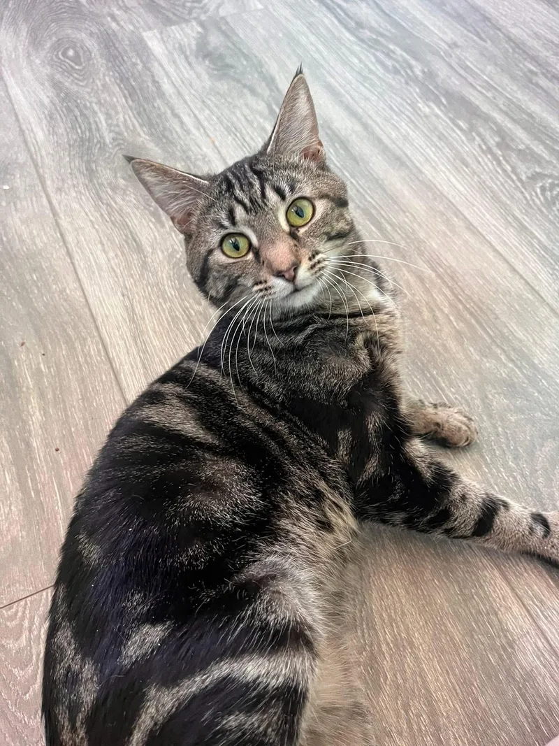 An adult medium-sized male Tabby (Brown / Chocolate) Domestic Short Hair cat named Thistle for adoption in Maryville, TN