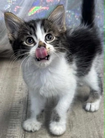 An adult small-sized male Domestic Short Hair cat named Puffin for adoption in Shreveport, LA