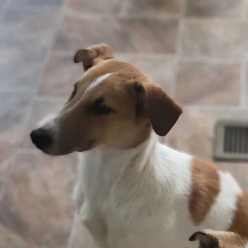 A baby large-sized female Yellow / Tan / Blond / Fawn Rough Collie dog named Lilo for adoption in Reno, NV
