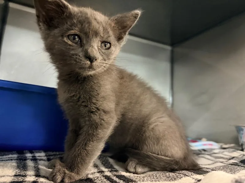 A baby medium-sized female Domestic Short Hair cat named Liberty for adoption in Huntington, IN