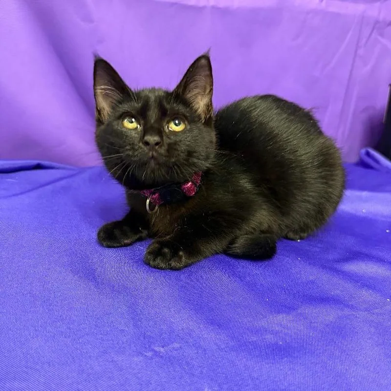 A baby small-sized female Black Domestic Short Hair cat named Holly for adoption in North Myrtle Beach, SC
