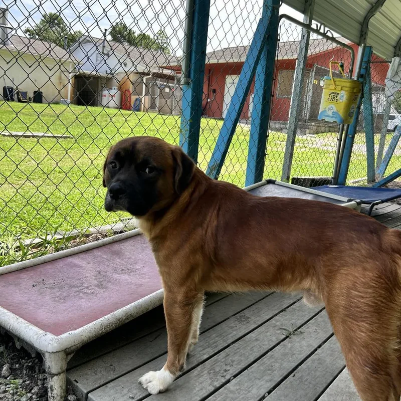 An adult medium-sized male Red / Chestnut / Orange Boxer dog named Wild Bill for adoption in Newport, NC