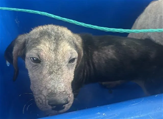 A baby medium-sized male Mixed Breed dog named Spunky for adoption in Dallas, TX