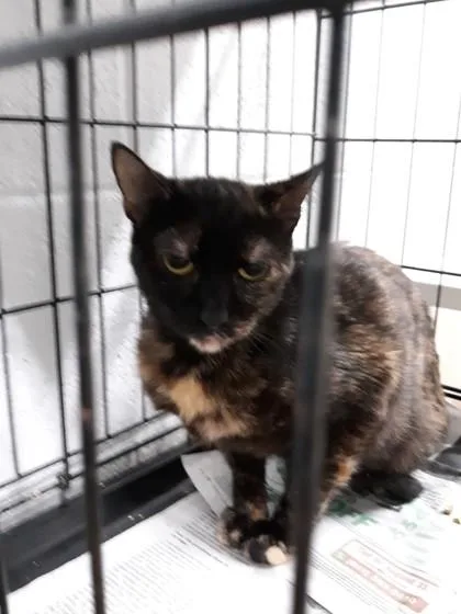 An adult medium-sized female Domestic Medium Hair cat named Regina for adoption in West Memphis, AR