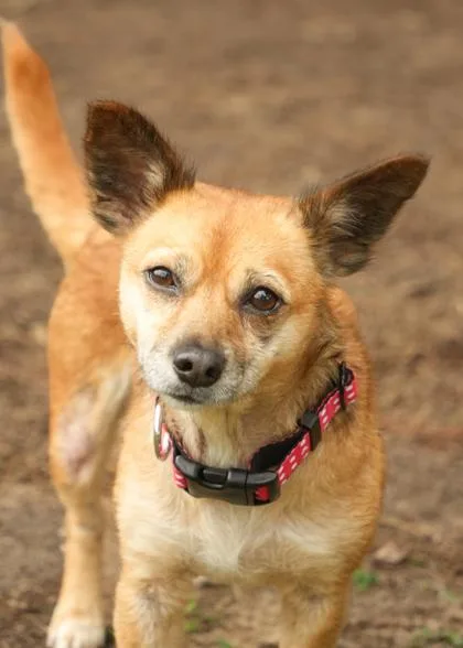 An adult small-sized female Chihuahua dog named Andromeda for adoption in Aiken, SC