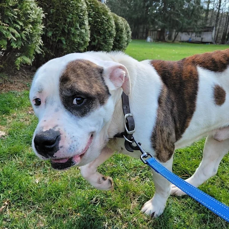 Marma Duke thumbnail 2