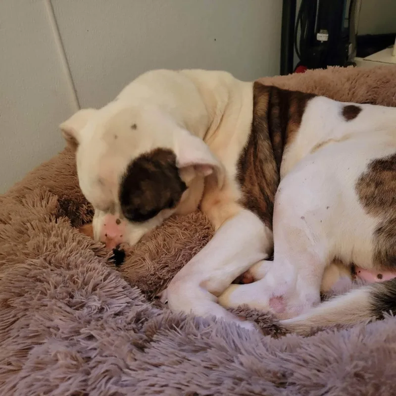 Marma Duke thumbnail 3