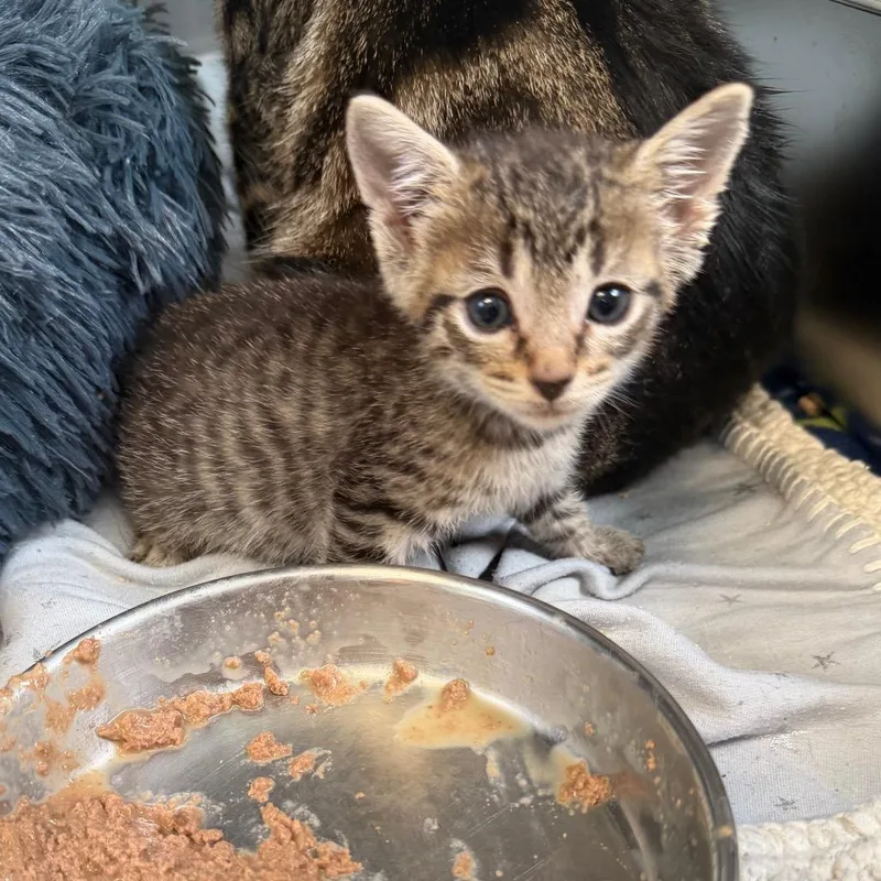 A baby small-sized female Domestic Short Hair cat named Quiche for adoption in PITTSBURGH, PA