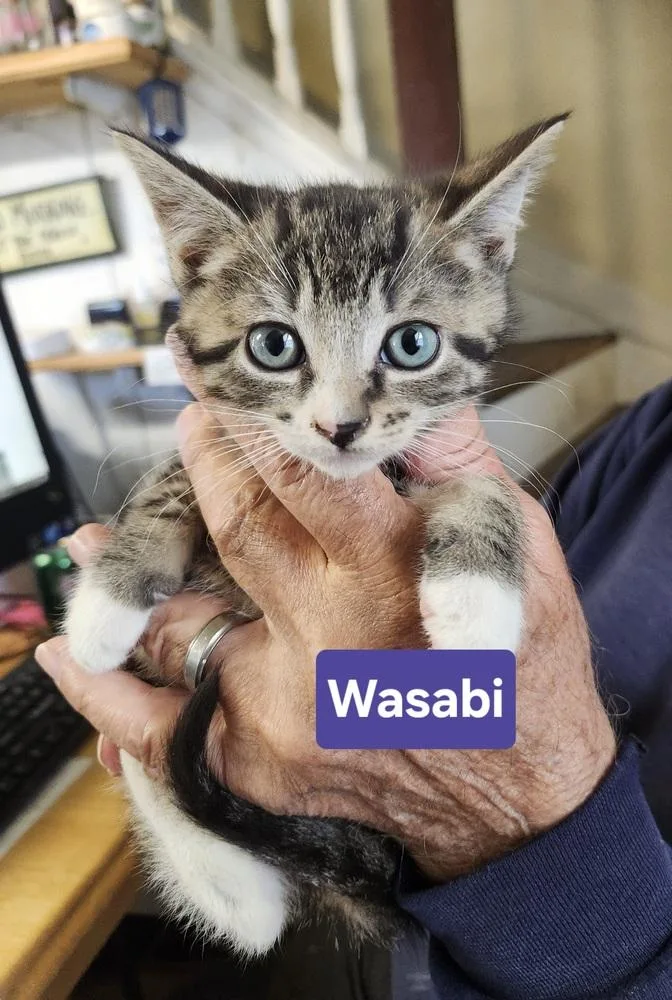 An adult medium-sized male Domestic Short Hair cat named Wasabi for adoption in East Greenville, PA