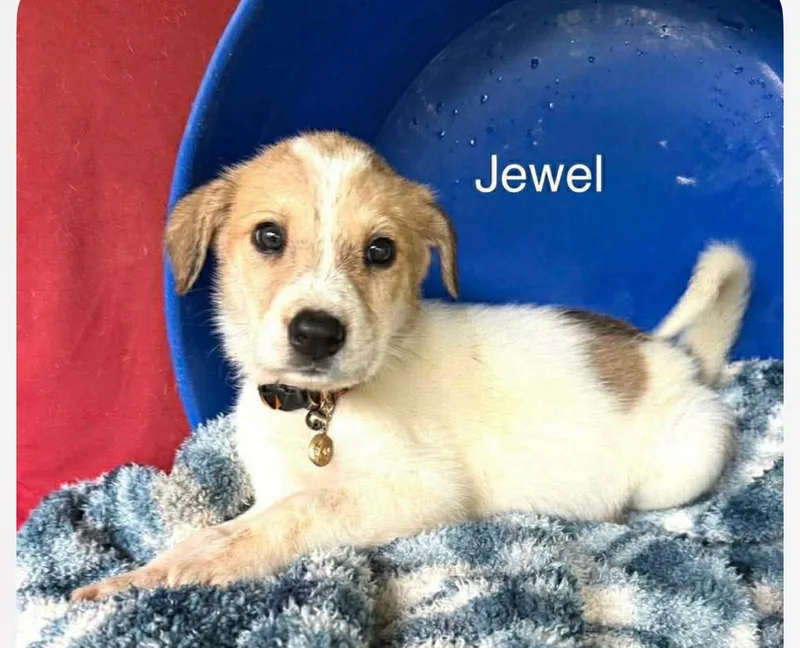 A baby large-sized female White / Cream Great Pyrenees dog named Jewel Cs for adoption in Columbia, MD