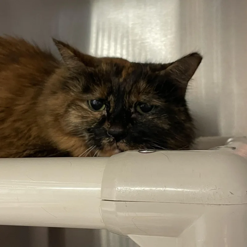 A senior medium-sized female Tortoiseshell cat named Mia for adoption in North Kingstown, RI