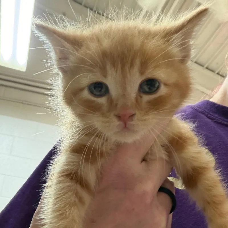 A baby small-sized male Orange / Red Domestic Short Hair cat named Apollo for adoption in Ardmore, OK
