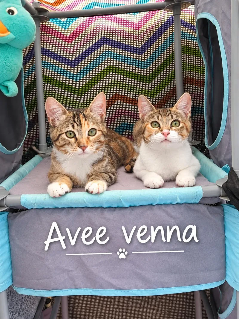 A baby medium-sized female Calico cat named Vina for adoption in Santa Cruz, CA
