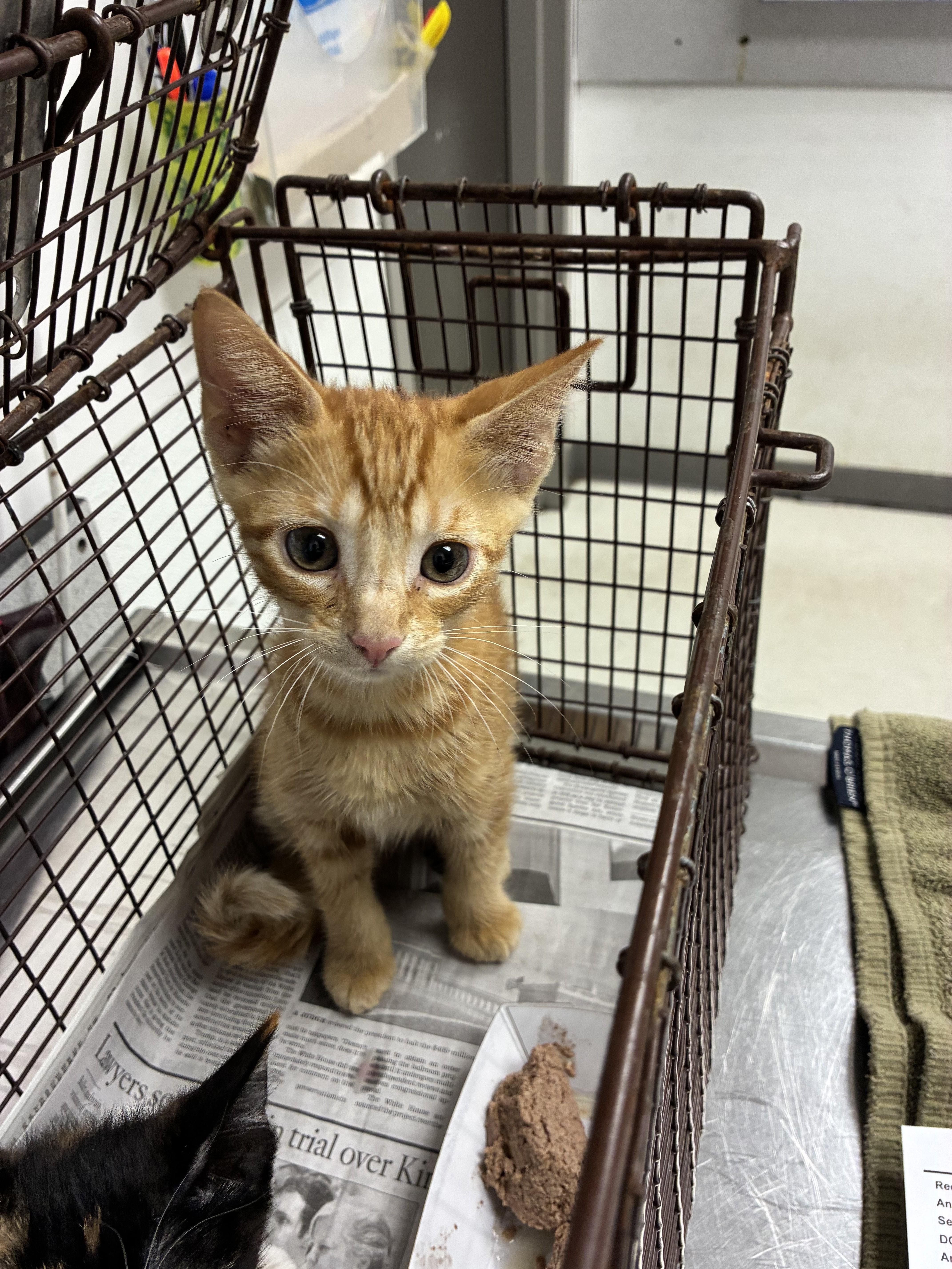 A baby small-sized male Domestic Short Hair cat named Cheesecake for adoption in Los Angeles, CA