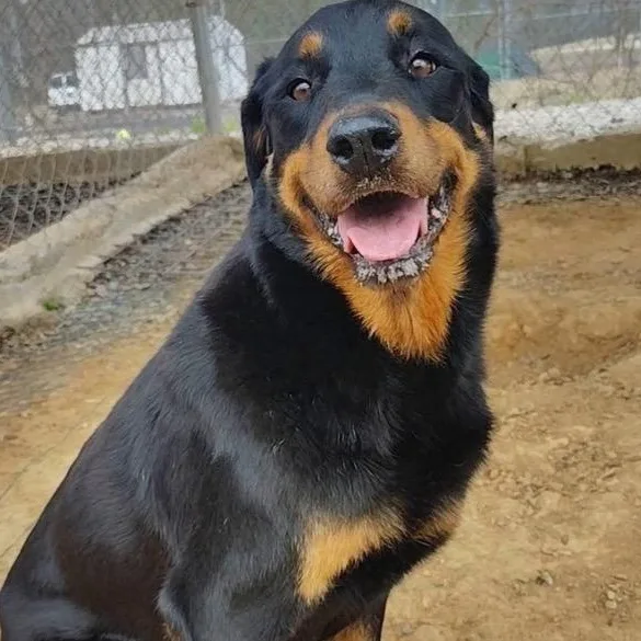 A young large-sized female Bicolor Rottweiler dog named Meri for adoption in Lincoln University, PA