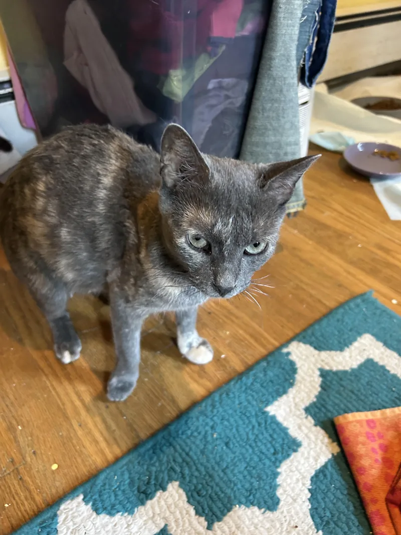 An adult medium-sized female Domestic Short Hair cat named Tansy for adoption in Havertown, PA