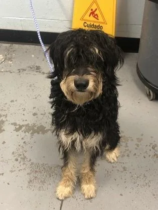 A young large-sized male Bearded Collie dog named Dijon Von Woof for adoption in Sacramento, CA