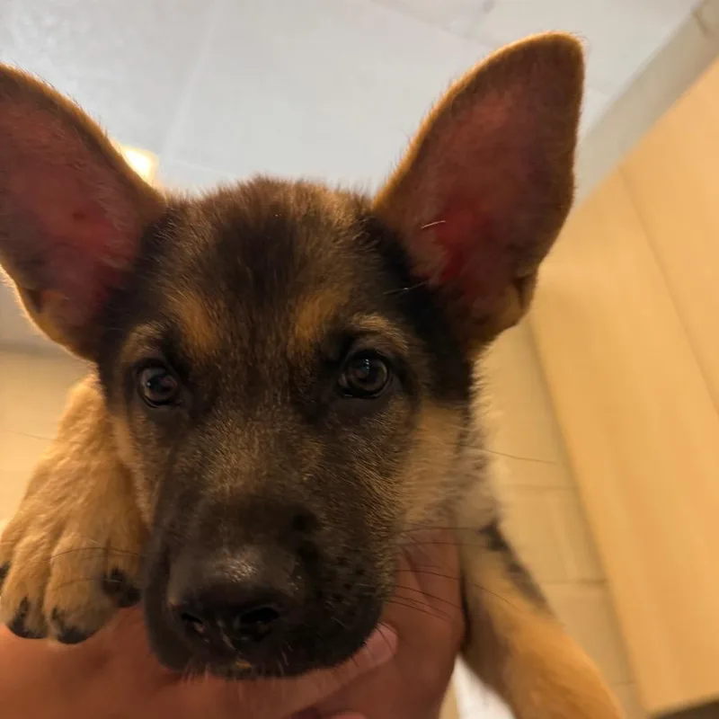 A baby small-sized male Sable German Shepherd Dog dog named Parker for adoption in Wilmington, DE