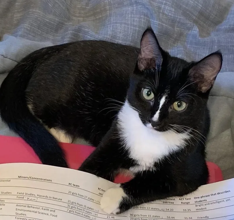 A baby medium-sized female Black & White / Tuxedo Domestic Short Hair cat named Matilda for adoption in Collierville, TN