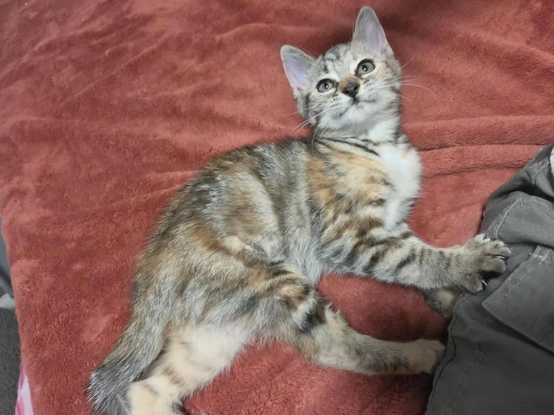 A baby small-sized female Domestic Short Hair cat named Punky Brewster  A for adoption in Greenville, SC
