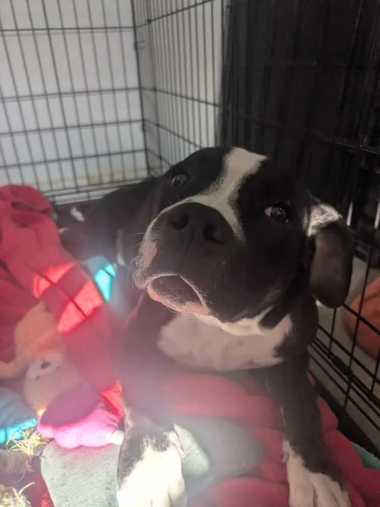 A young medium-sized male Tricolor (Brown, Black, & White) American Bulldog dog named Knox for adoption in Lakeland, FL