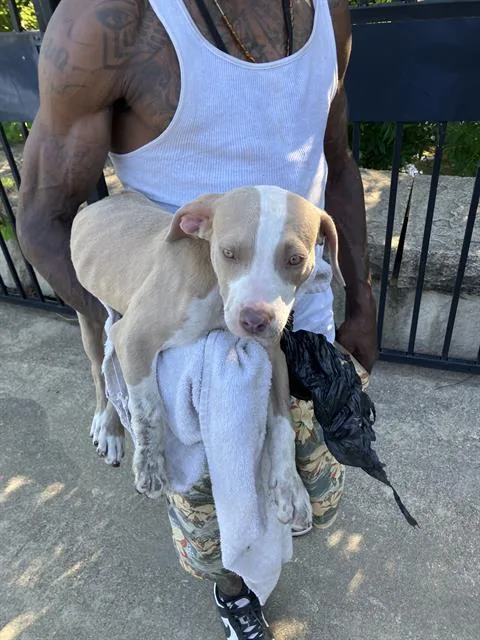 A baby medium-sized female Pit Bull Terrier dog named Sue for adoption in Dallas, TX