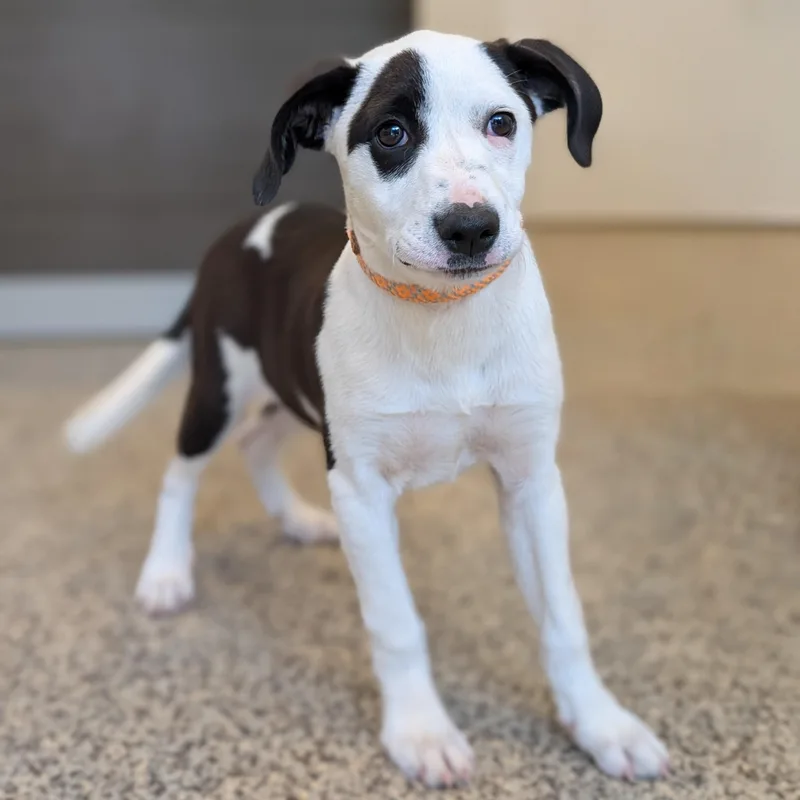 A baby medium-sized female White / Cream Mixed Breed dog named Kiki for adoption in Cranston, RI