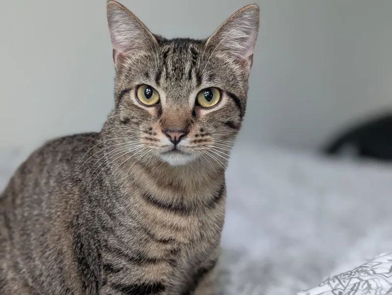 A young medium-sized male Tabby (Buff / Tan / Fawn) Domestic Short Hair cat named Boingo for adoption in Pearland, TX