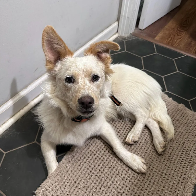 A young medium-sized male Apricot / Beige Mixed Breed dog named Frank for adoption in Spring hill, TN