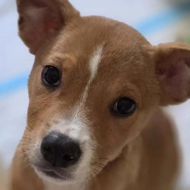 A baby small-sized female Golden Boxer dog named Lydia for adoption in Yucaipa, CA